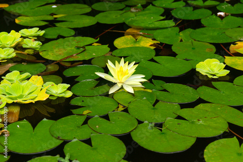 Water Lily Yellow Flower and Leaves on the Pond