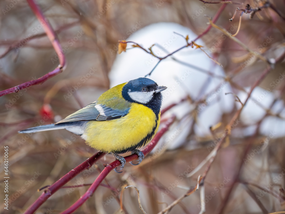 Cute bird Great tit, songbird sitting on a branch without leaves in the autumn or winter. Cute bird Great tit, songbird sitting on a branch without leaves in the autumn or winter.