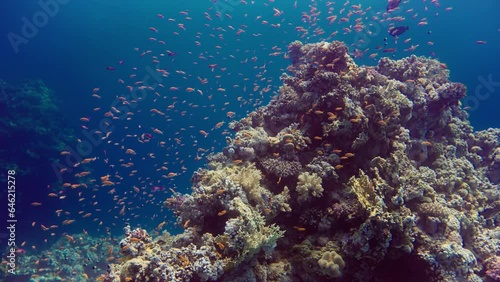 Diver moves towards a large schooling of sea goldies (Pseudanthias squamipinnis) in the Red Sea, Egypt photo