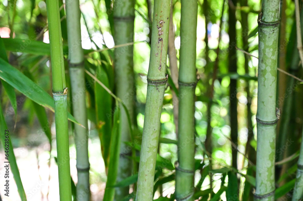 Bamboo branches and leaves. Bamboo tree in the forest. Bamboo branches and leaves. Bamboo tree in the forest.