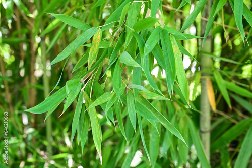 Bamboo leaves. Bamboo tree in the forest.