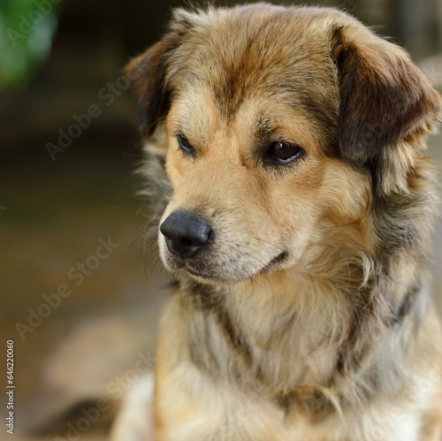 portrait of a golden retriever