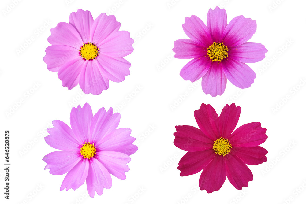 Set of Pink cosmos isolated on white background.
