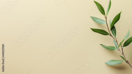 A simple concept with a fresh green branch on a beige background. is flat lay and has copy space available.