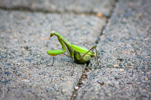European mantis on the sidewalk