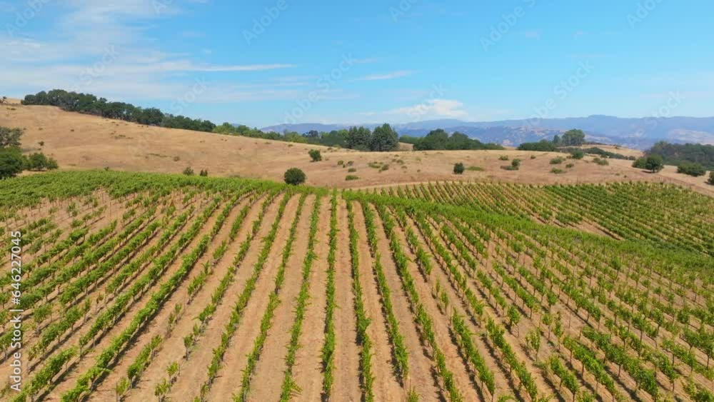 Magnificent view of endless grape plantations with magical landscapes of clear sky and trees. Equal orderly rows of large vineyard in Sonoma, CA, U.S Magnificent view of endless grape plantations with magical landscapes of clear sky and trees. Equal orderly rows of large vineyard in Sonoma, CA, U.S