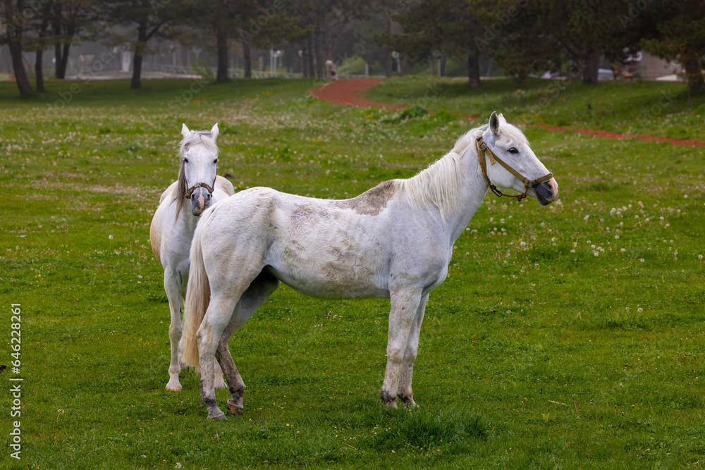 two white horses in a foggy forest, Bolu, Turkey two white horses in a foggy forest, Bolu, Turkey