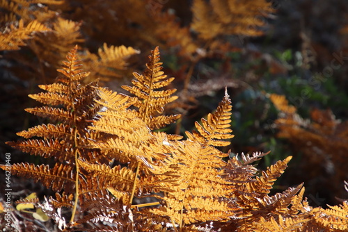 fern in autumn