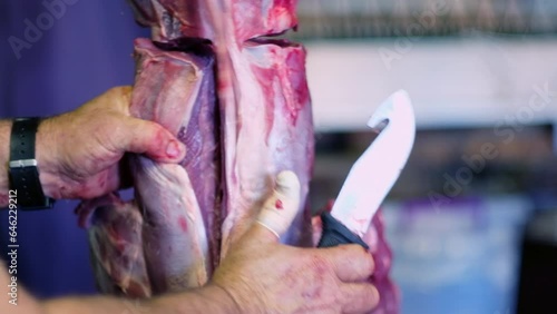 Butcher cuts out venison backstrap from skinned springbuck carcass, closeup photo