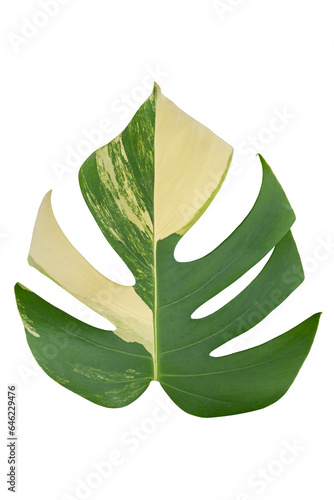 Big leaf of Monstera Thai Constellation or Monstera deliciosa Liebm isolated on white background included clipping path. photo