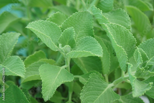 Indian mint plant ,close up view