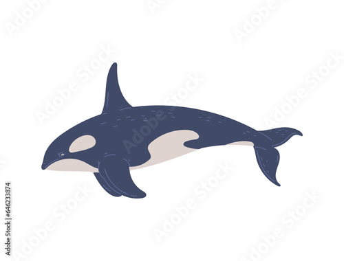 Vector illustration of Killer whale, cute marine mammal in cartoon character, isolated on white background