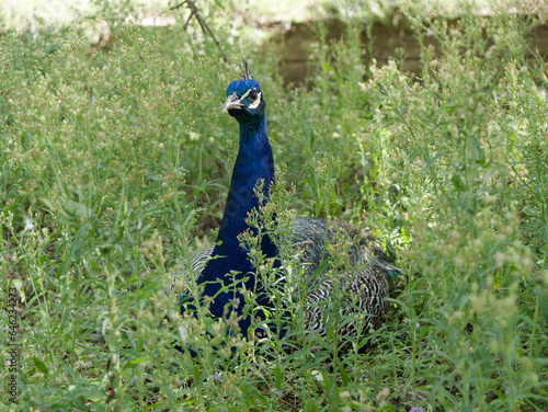 hidden Peacock closup in dried weed