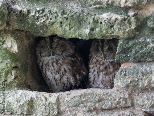 two hurted owl nested in a wall hole