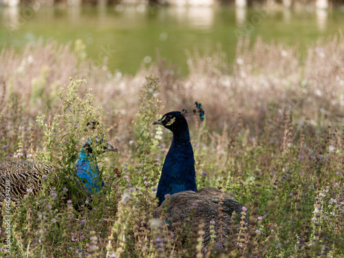 hidden Peacock closup in dried weed
