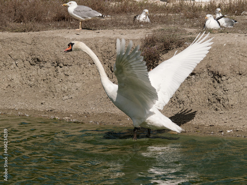 goose drying its wings on the water side