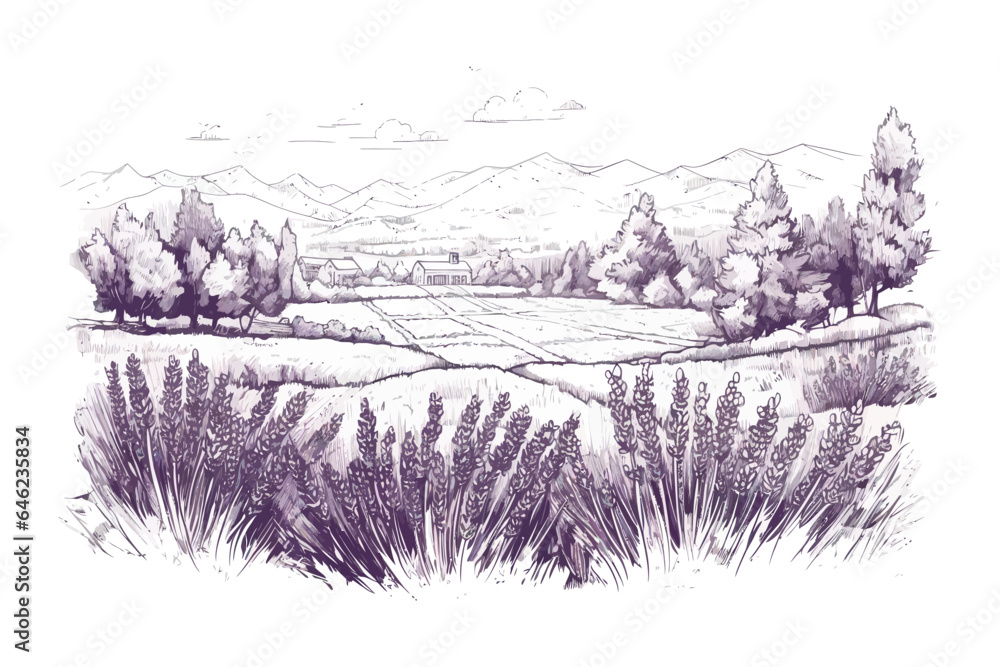Lavender field sketch hand drawn. Vector illustration design.