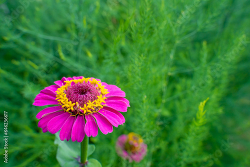 Pink colored Zinnia Majora close up against blurred background