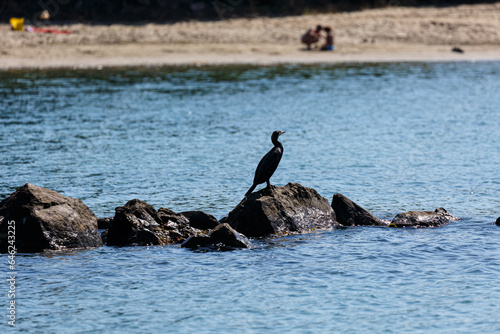 Cormorant on rock in the sea