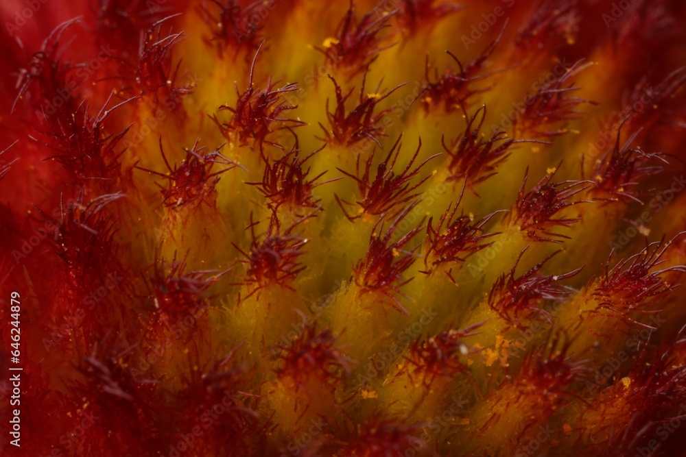 Texture of beautiful flower as background, macro Texture of beautiful flower as background, macro