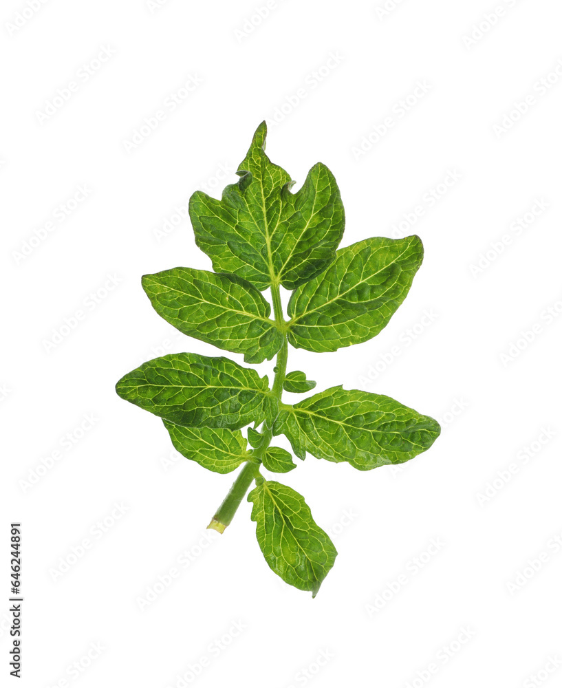 Fresh green leaves of cherry tomato isolated on white Fresh green leaves of cherry tomato isolated on white