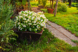 Flowers and plants in a pot with small path
