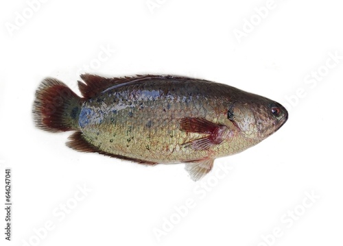 Fototapeta Naklejka Na Ścianę i Meble -  Climbing perch is a fresh water fish native to Asia. It can crawl without water from one place to another. It is known as Koi or Kawoi fish in India. It has a high commercial demand due to it taste. 