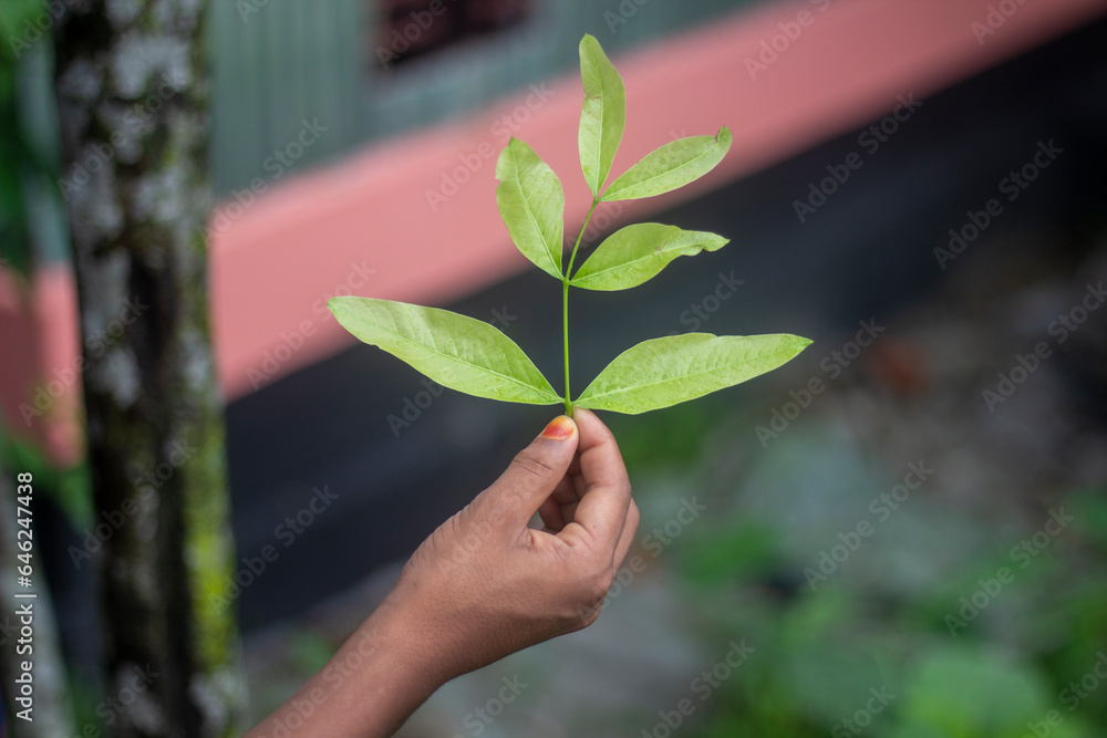 A boy holds leaves by his hand with five-finger - obrazy, fototapety, plakaty 