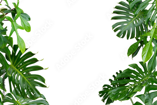 monstera leaves plant frame isolated