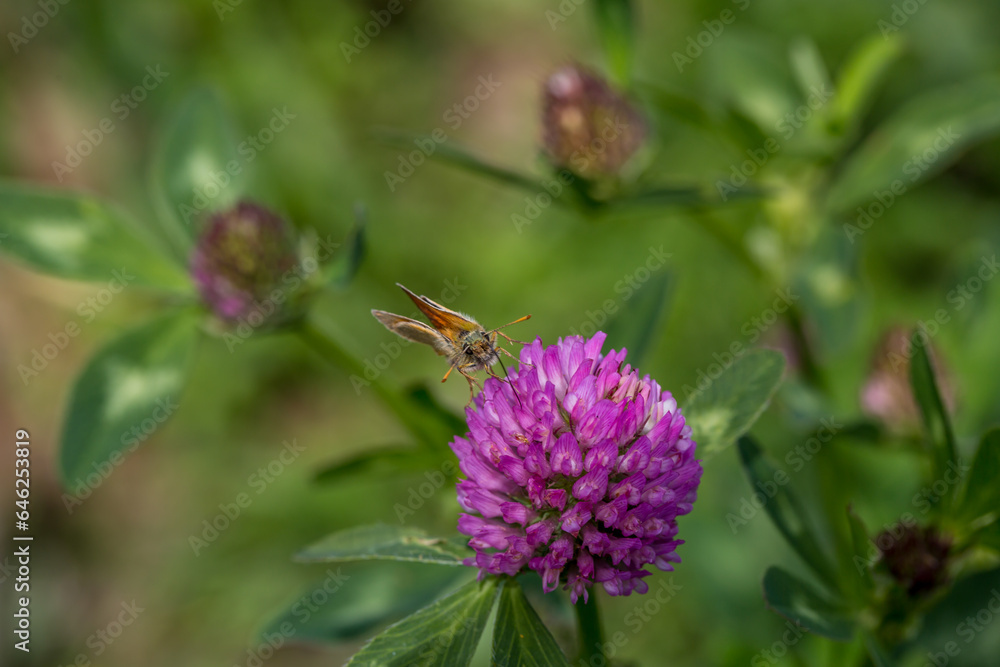 butterfly on a flower. beautiful lady butterfly Vanessa cardui, red clover, close-up