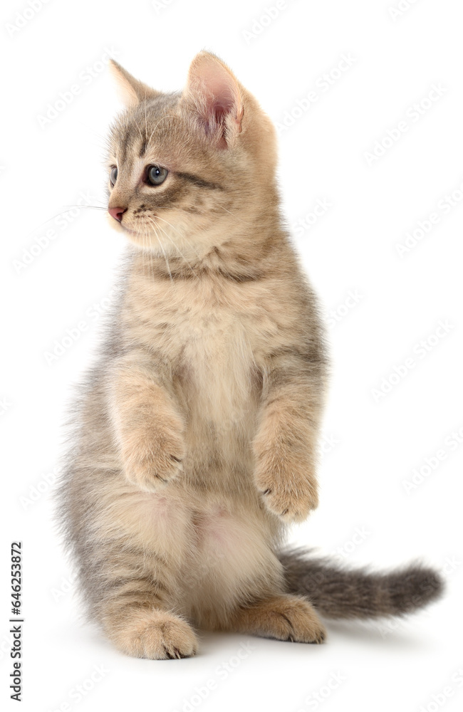 Obraz premium Kitten on white background.