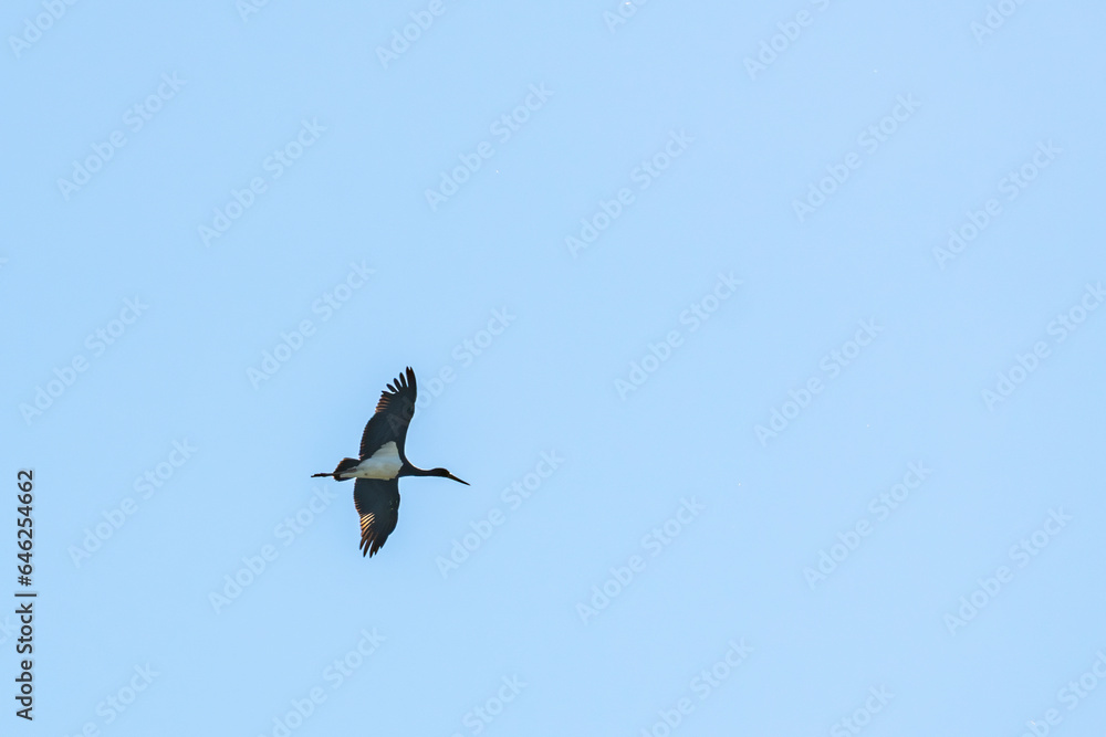 Wann Fliegt Der Storch In Den Süden