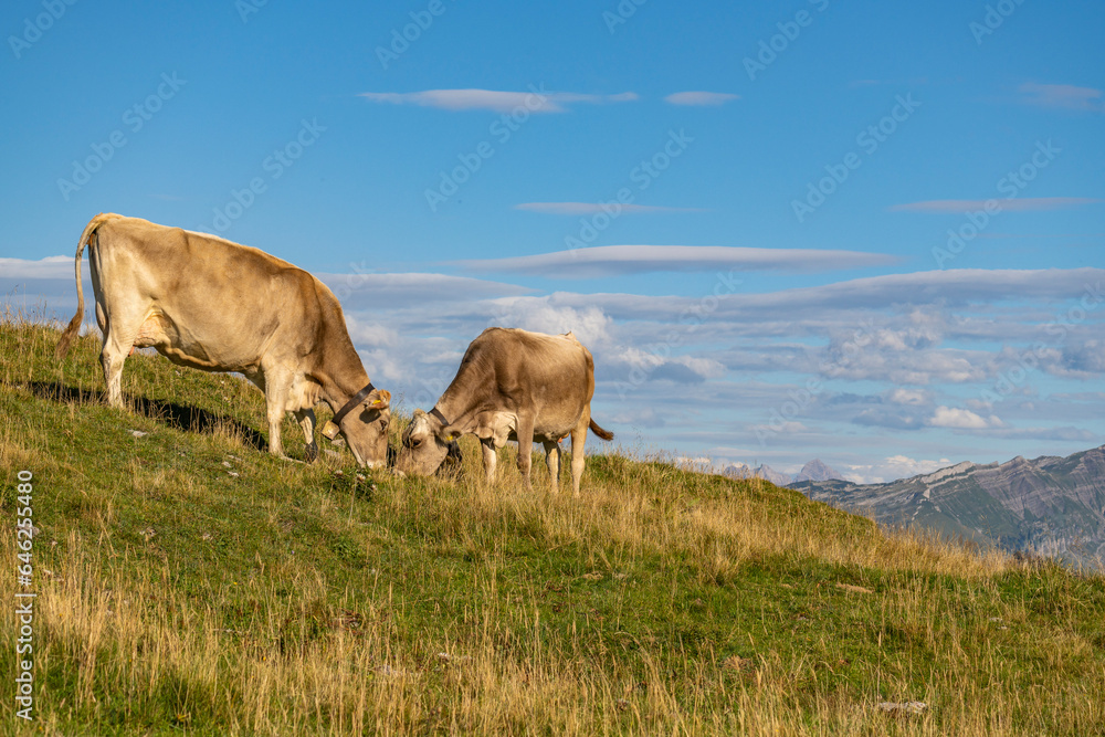 
Kuh liegt auf der Wiese, viele Kühe mit unterschiedlichen Farben auf der grünen Weide in Vorarlberg, Österreich. Kuh und Rind auf der Alp, mit Bergen im Hintergrund
