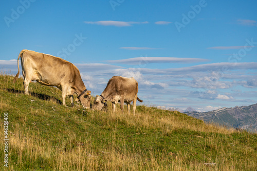  Kuh liegt auf der Wiese, viele Kühe mit unterschiedlichen Farben auf der grünen Weide in Vorarlberg, Österreich. Kuh und Rind auf der Alp, mit Bergen im Hintergrund 