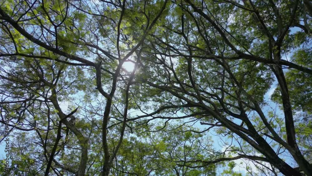 Sun shining through trees in forest, Sun shining through trees in forest,