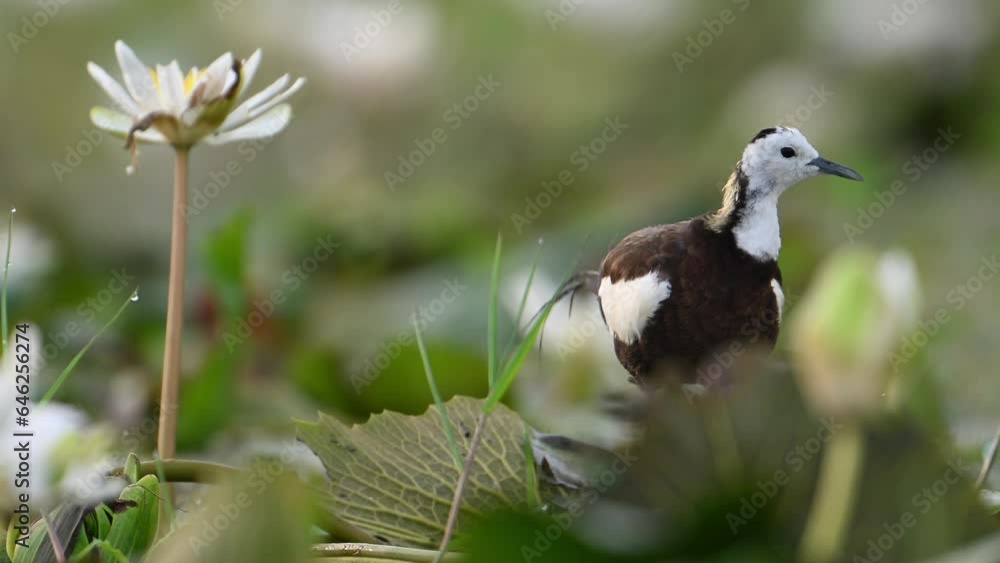 Pheasant tailed Jacana the Queen of Wetland in beautiful Habitat of water lily Flowers Pheasant tailed Jacana the Queen of Wetland in beautiful Habitat of water lily Flowers