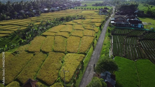 Beautiful Scenic Landscape from an Aerial Drone of Rice Paddy Fields near a Village in Sebani, Indonesia. photo