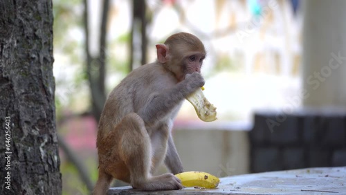 baby monkey eat banana peel