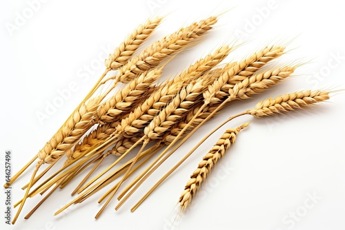 Wheat stems with seeds on white background