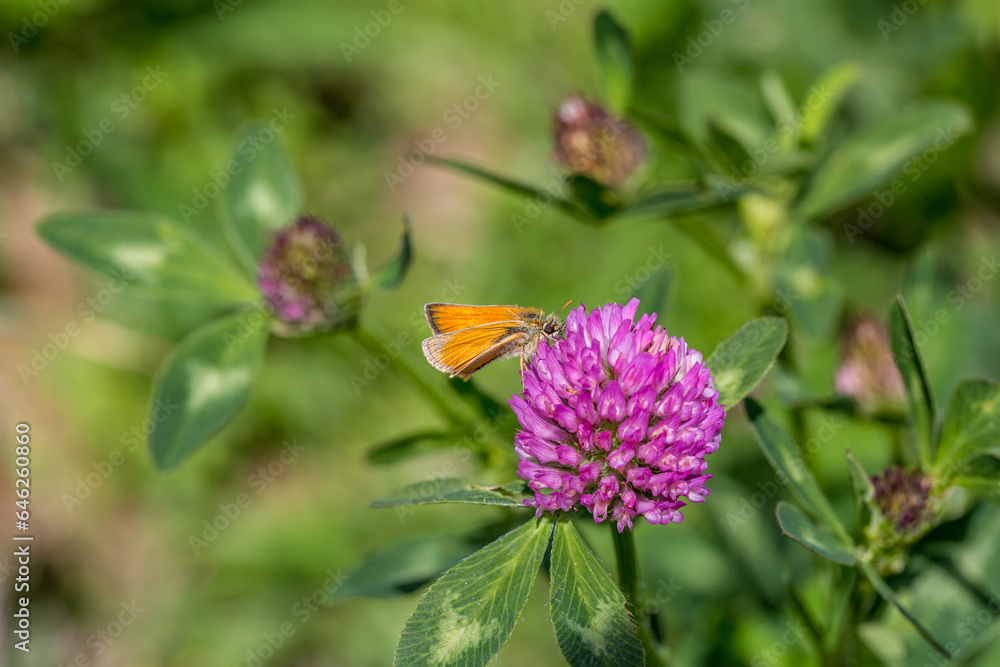 butterfly on a flower. beautiful lady butterfly Vanessa cardui, red clover, close-up butterfly on a flower. beautiful lady butterfly Vanessa cardui, red clover, close-up