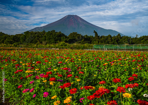 花の都公園から富士山と百日草