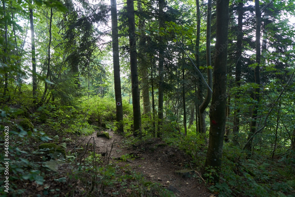 Fototapeta premium Landscape with hiking trail in the mountain forest