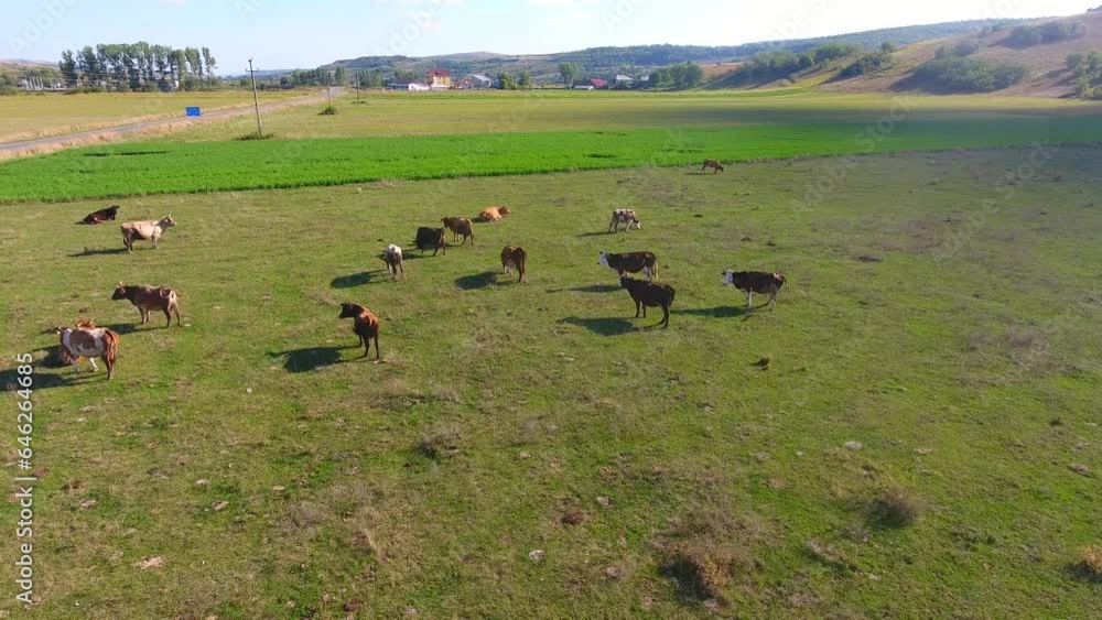 Aerial scene with herd of cows, summer time, nature farm scene Aerial scene with herd of cows, summer time, nature farm scene