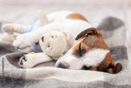 Little dog puppy sleeping with toy at home