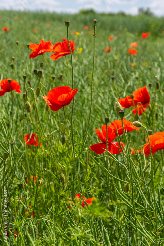 Common names for Papaver rhoeas include corn poppy, corn rose, field, Flanders, red or common poppy © Oleh Marchak