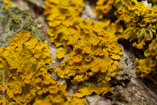 Xanthoria parietina common orange lichen, yellow scale, maritime sunburst lichen and shore lichen on the bark of tree branch. Thin dry branch with orange lichen, close-up, on blurred background