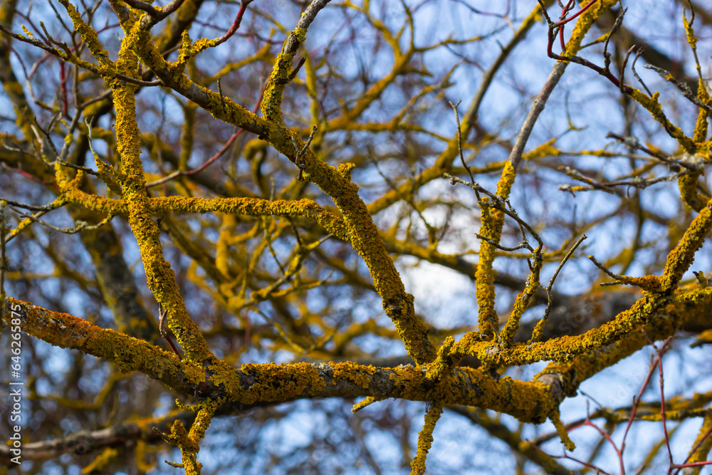 Xanthoria parietina common orange lichen, yellow scale, maritime sunburst lichen and shore lichen on the bark of tree branch. Thin dry branch with orange lichen, close-up, on blurred background Xanthoria parietina common orange lichen, yellow scale, maritime sunburst lichen and shore lichen on the bark of tree branch. Thin dry branch with orange lichen, close-up, on blurred background
