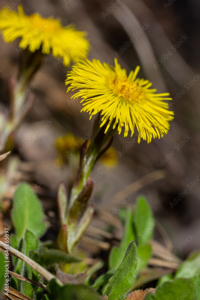 Tussilago farfara, commonly known as coltsfoot is a plant in the groundsel tribe in the daisy family Asteraceae. Flowers of a plant on a spring sunny day Tussilago farfara, commonly known as coltsfoot is a plant in the groundsel tribe in the daisy family Asteraceae. Flowers of a plant on a spring sunny day