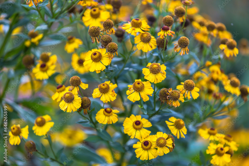 Helenium autumnale 'Tie Dye' in flower. Helenium autumnale 'Tie Dye' in flower.