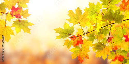 Calm fall season. Maple tree leaves on sunny beautiful nature autumn background. Horizontal autumn banner with  Maple leaf of red, green and yellow color